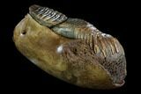 Woolly Mammoth Jaw Section - Germany #123609-1